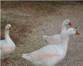 oche 3.jpg oche 3.jpg