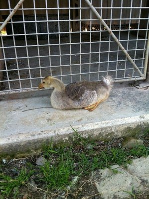 image.jpg (197.94 KiB) Osservato 907 volte image.jpg