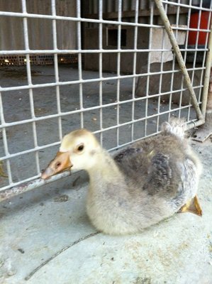 image.jpg (140.39 KiB) Osservato 854 volte image.jpg