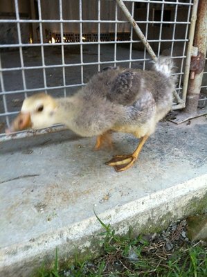 image.jpg (162.57 KiB) Osservato 854 volte image.jpg