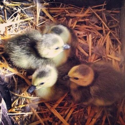 image.jpg (107 KiB) Osservato 822 volte image.jpg