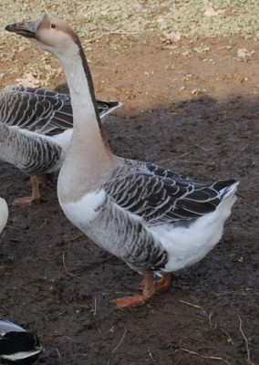 DSC_0074.JPG (99.73 KiB) Osservato 983 volte DSC_0074.JPG