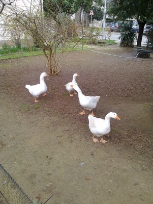 25122013416.jpg (200.52 KiB) Osservato 599 volte 25122013416.jpg