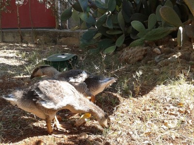 2014-05-16 09.21.07.jpg (201.3 KiB) Osservato 3894 volte 2014-05-16 09.21.07.jpg