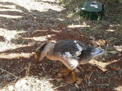 2014-05-16 09.21.15.jpg (221.64 KiB) Osservato 3894 volte 2014-05-16 09.21.15.jpg