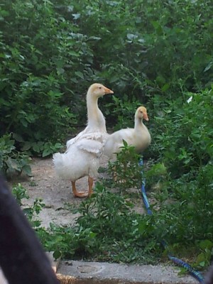 IMG_20140703_172254 (FILEminimizer).jpg (74.82 KiB) Osservato 2621 volte IMG_20140703_172254 (FILEminimizer).jpg