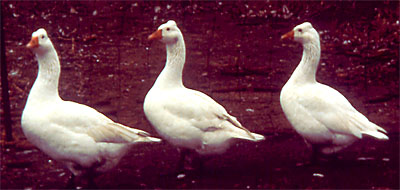 roman_geese.jpg roman_geese.jpg