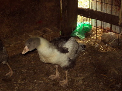 Ocha di tolosa / Oca tolosa.jpg Oca tolosa.jpg