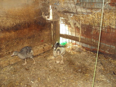 DSC00375.jpg (203.8 KiB) Osservato 3471 volte DSC00375.jpg