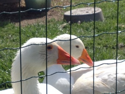 image (1).jpeg (124.13 KiB) Osservato 809 volte image (1).jpeg