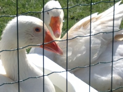 image (2).jpeg (108.04 KiB) Osservato 809 volte image (2).jpeg