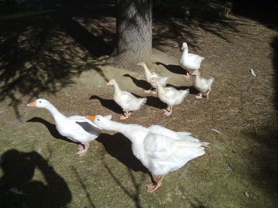 31032015671.jpg (181.76 KiB) Osservato 724 volte 31032015671.jpg