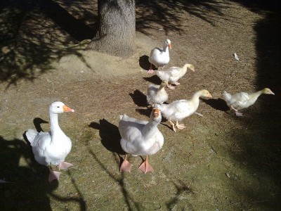 31032015673.jpg (190.46 KiB) Osservato 724 volte 31032015673.jpg