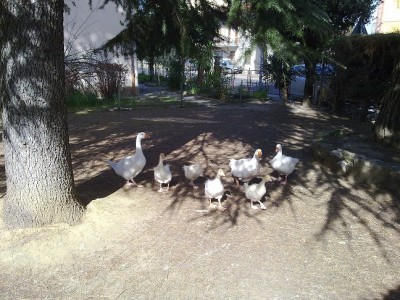 31032015679.jpg (207.13 KiB) Osservato 724 volte 31032015679.jpg