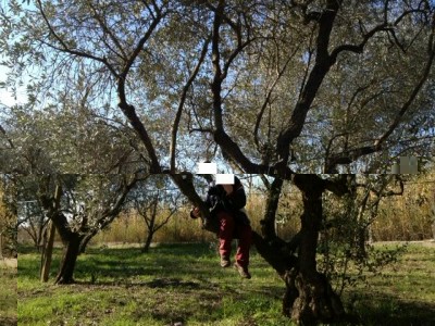 Prima della potatura / prima.JPG prima.JPG