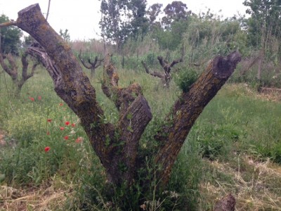 pianta con germogli / IMG_4911.JPG IMG_4911.JPG