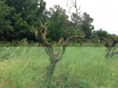 Pianta con germogli / IMG_4912.JPG IMG_4912.JPG