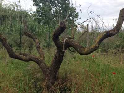 Pianta che sembra secca con germogli dal terreno / IMG_4913.JPG IMG_4913.JPG