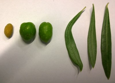 1.jpg (92.25 KiB) Osservato 724 volte 1.jpg