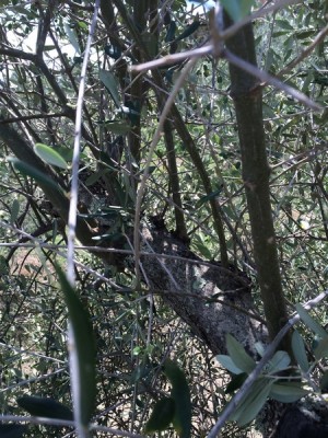 IMG_0103.JPG (307.01 KiB) Osservato 6659 volte IMG_0103.JPG