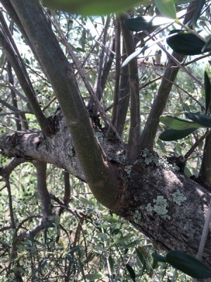 IMG_0104.JPG (292.71 KiB) Osservato 6659 volte IMG_0104.JPG