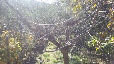 2015-10-24 14.47.10.jpg (261.42 KiB) Osservato 691 volte 2015-10-24 14.47.10.jpg