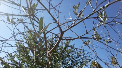 2015-10-24 14.47.22.jpg (204.75 KiB) Osservato 691 volte 2015-10-24 14.47.22.jpg