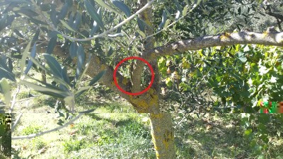 2015-10-24 14.47.28.jpg (279.09 KiB) Osservato 691 volte 2015-10-24 14.47.28.jpg