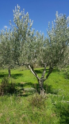 20160330_150234_resized_338x600.jpg (100.85 KiB) Osservato 770 volte 20160330_150234_resized_338x600.jpg