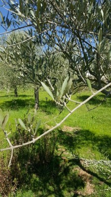 20160330_150245_resized_338x600.jpg (110.59 KiB) Osservato 770 volte 20160330_150245_resized_338x600.jpg