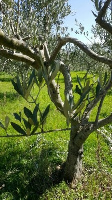 20160330_150300_resized_338x600.jpg (107.72 KiB) Osservato 770 volte 20160330_150300_resized_338x600.jpg