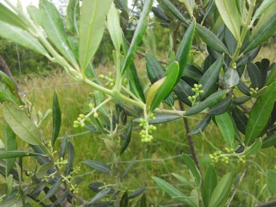 2016-06-01 09.29.10 (1).jpg (117.31 KiB) Osservato 602 volte 2016-06-01 09.29.10 (1).jpg