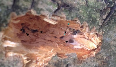 buchi ramo ulivo.JPG (69.38 KiB) Osservato 1117 volte buchi ramo ulivo.JPG