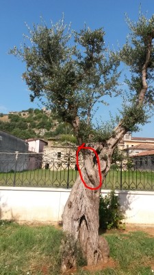 1_800.jpg (383.76 KiB) Osservato 8774 volte 1_800.jpg