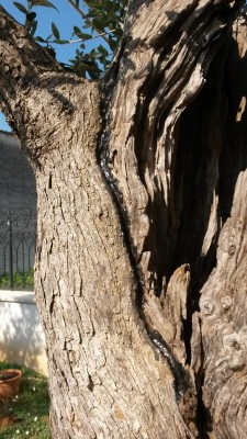 3_800.jpg (376.05 KiB) Osservato 8774 volte 3_800.jpg