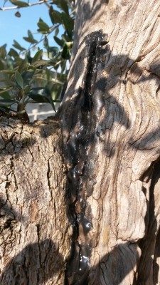 4_800.jpg (370.71 KiB) Osservato 8774 volte 4_800.jpg