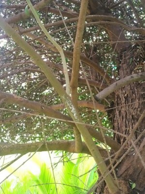 IMG_20160716_0859092.jpg (158.26 KiB) Osservato 837 volte IMG_20160716_0859092.jpg