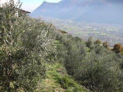 Oliveto ovest.jpg (70.59 KiB) Osservato 4424 volte Oliveto ovest.jpg