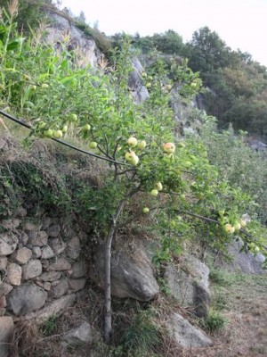 Melo in Roceja.jpg (76.16 KiB) Osservato 840 volte Melo in Roceja.jpg