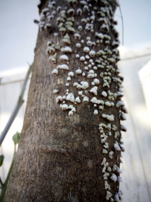 IMG_20161101_144715.jpg (94.96 KiB) Osservato 1029 volte IMG_20161101_144715.jpg