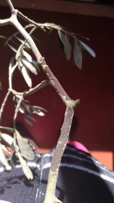 ulivo1.jpg (49.9 KiB) Osservato 748 volte ulivo1.jpg