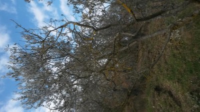 20170220_111643.jpg (122.36 KiB) Osservato 653 volte 20170220_111643.jpg