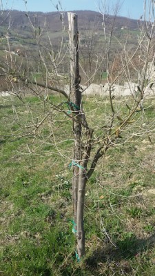 20170316_145124.jpg (187.36 KiB) Osservato 1147 volte 20170316_145124.jpg