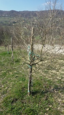 20170316_145136.jpg (175.46 KiB) Osservato 1147 volte 20170316_145136.jpg