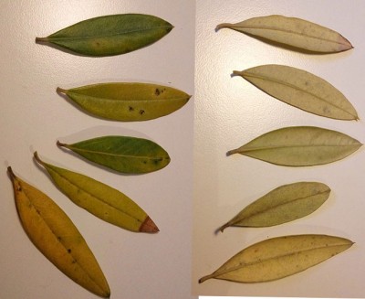 foglie.jpg (90.59 KiB) Osservato 834 volte foglie.jpg