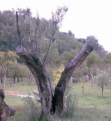ulivo.jpg (148.28 KiB) Osservato 1430 volte ulivo.jpg