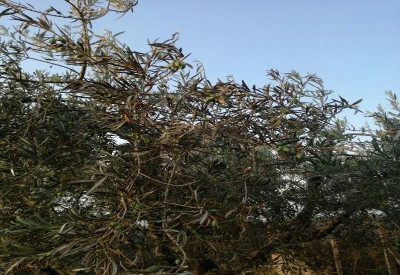 NewImage_800_550_90.jpg (192.04 KiB) Osservato 1762 volte NewImage_800_550_90.jpg