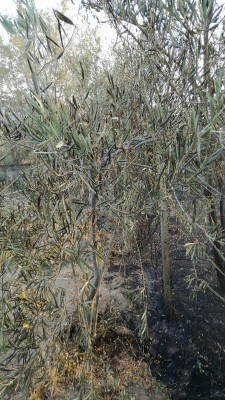 NewImage_450_800_90.jpg (194.29 KiB) Osservato 1762 volte NewImage_450_800_90.jpg