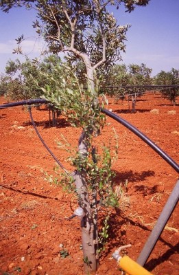 olivo endoterapia 1.jpg (144.47 KiB) Osservato 2028 volte olivo endoterapia 1.jpg