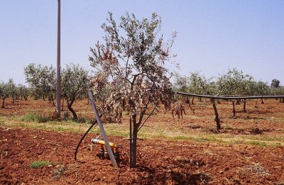 olivo endterapia 2.jpg (150.15 KiB) Osservato 2028 volte olivo endterapia 2.jpg